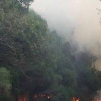 La pineta di Eboli in fiamme