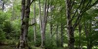 il bosco ad Altavilla Silentina